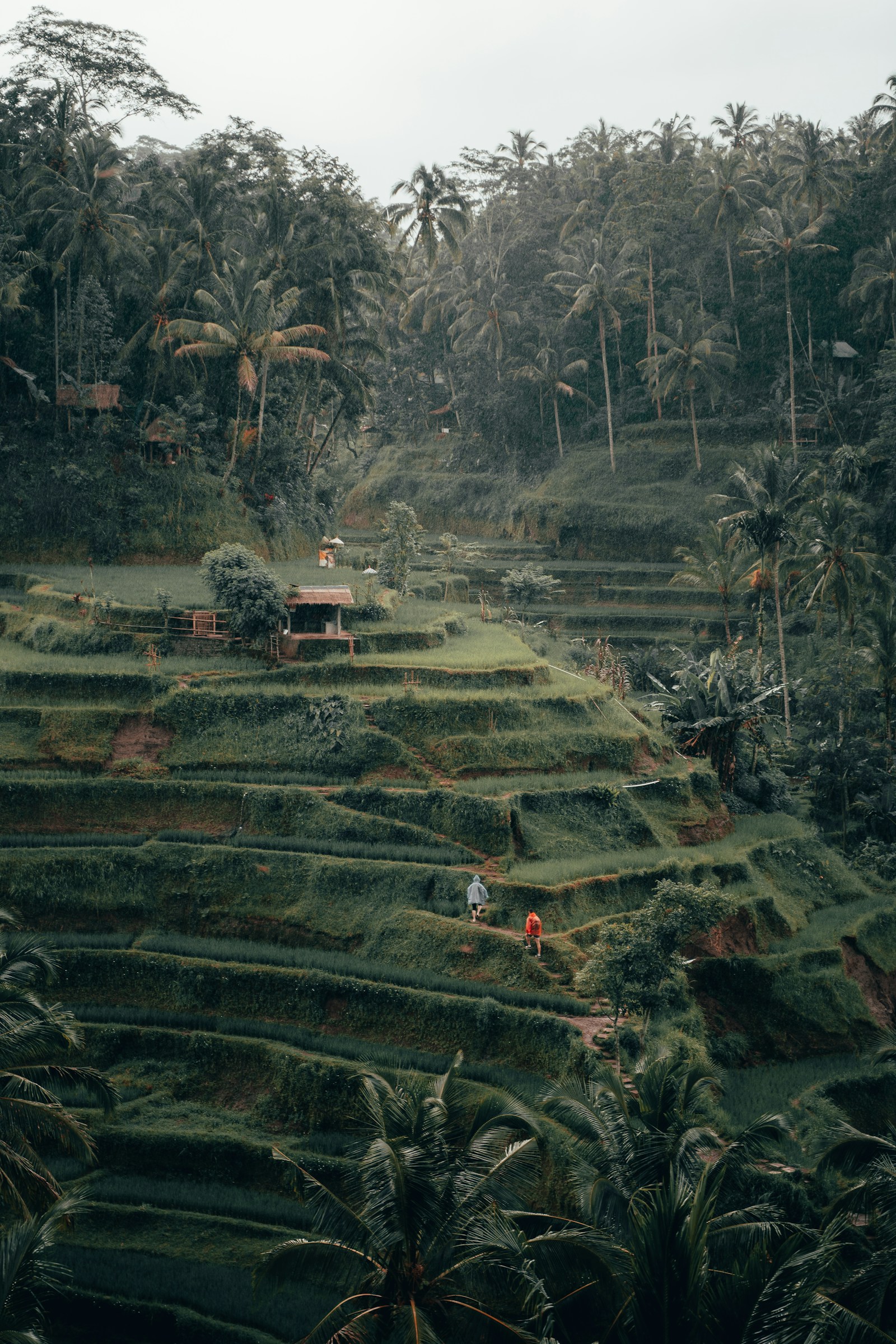 Bali landscape